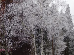 白樺の枝に張り付いた霧氷